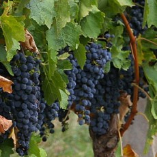 Hunter Valley Vineyard Wood Vinegar Trial